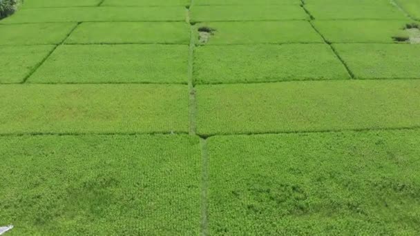 Rice Fileds luchtfoto naar Ubud, Bali Indonesia — Stockvideo