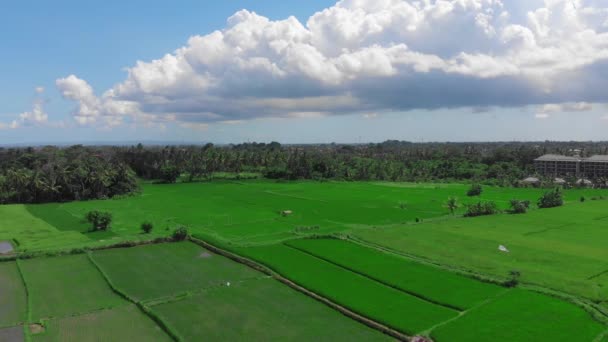 Rice Fileds aerial view to Ubud, Bali Indonesia — Stock Video