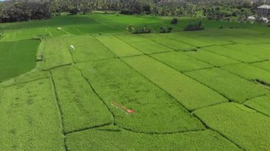 Rice Fileds 'in hava görüntüsü Ubud, Bali Endonezya' ya