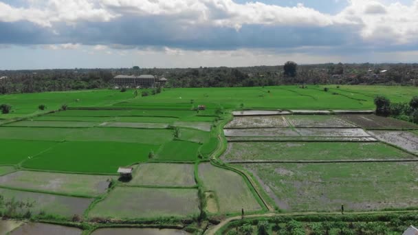 Arroz Fileds vista aérea a Ubud, Bali Indonesia — Vídeos de Stock