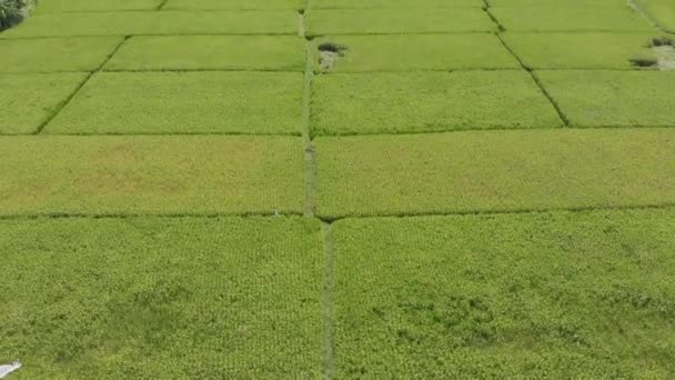 Reisfelder Luftaufnahme nach Ubud, Bali Indonesien — Stockvideo
