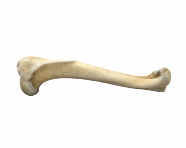 Beyaz üzerine izole edilmiş 3 boyutlu hayvan bacağı kemiği.