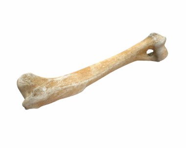 Beyaz üzerine izole edilmiş 3 boyutlu hayvan bacağı kemiği.
