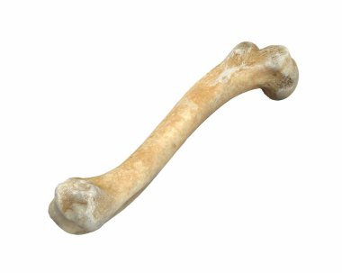 Beyaz üzerine izole edilmiş 3 boyutlu hayvan bacağı kemiği.