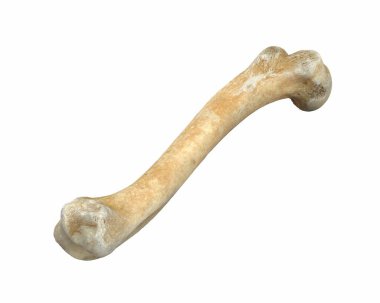 3D render of animal leg bone isolated on white clipart