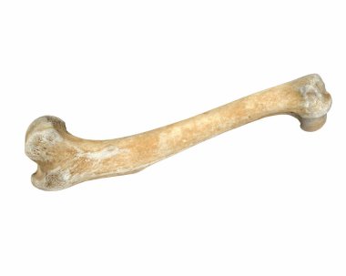 Beyaz üzerine izole edilmiş 3 boyutlu hayvan bacağı kemiği.