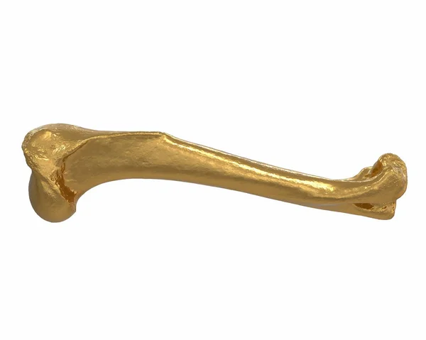 Rendement 3D d'os de jambe d'animal d'or isolé sur blanc — Photo