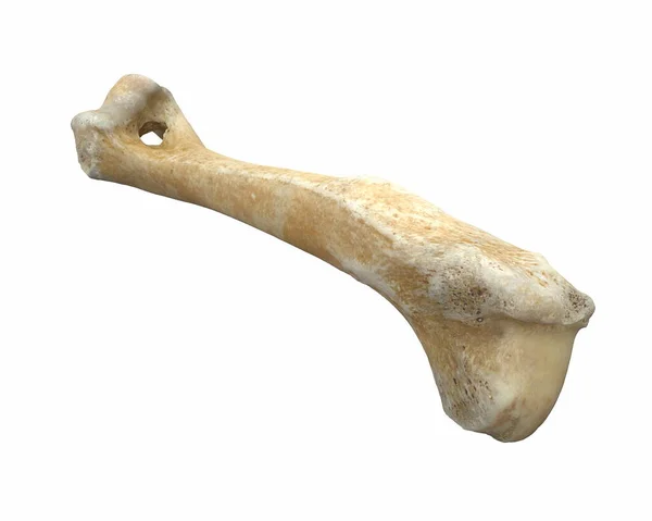 3D render of animal leg bone isolated on white — Stock Photo, Image