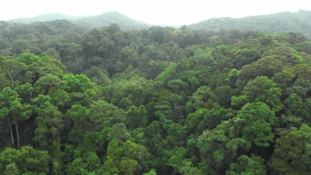 Vue aérienne de la jungle forêt tropicale — Video