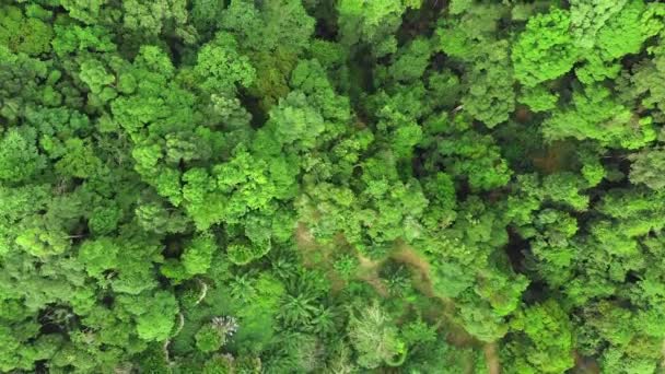 Вид сверху на дождевой лес — стоковое видео