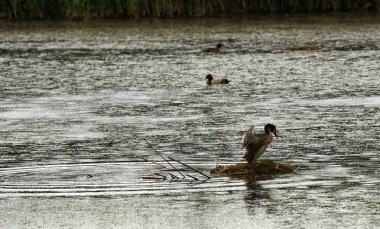 büyük tepeli batağan