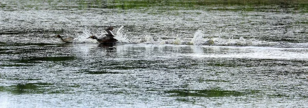 büyük tepeli batağan