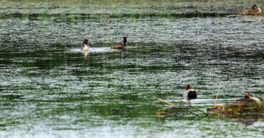 büyük tepeli batağan 
