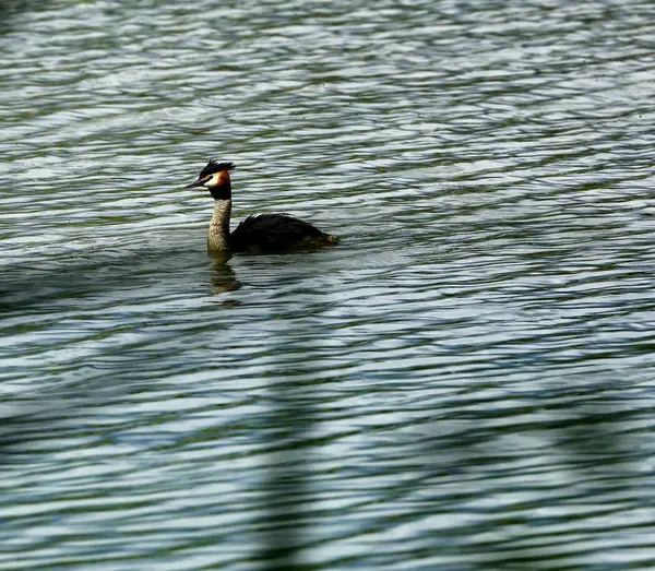 büyük tepeli batağan 