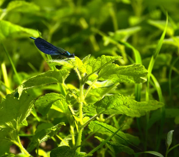 Yaprağın üzerinde bir yusufçuk 
