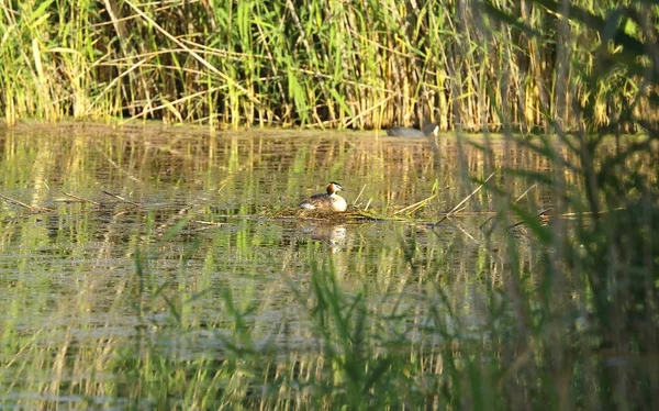 büyük tepeli batağan 