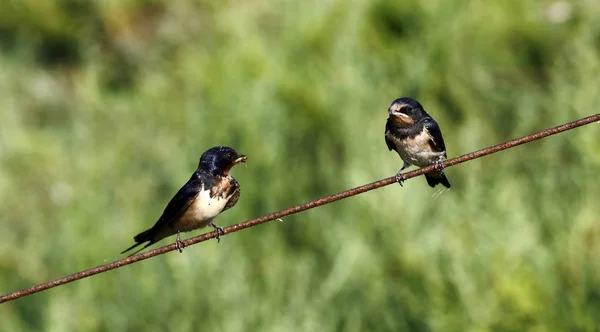 bir tel üzerinde ortak kırlangıç 