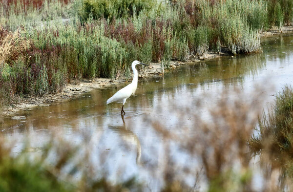 A little egret in its natural habitat