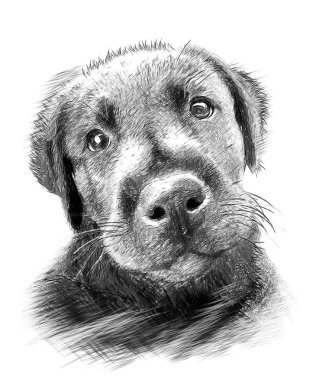 Beyaz arka plan üzerinde köpek. Çizimde çizmek, stil kroki