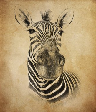 Zebra antika arka plan üzerinde. Çizimde çizmek, stil kroki