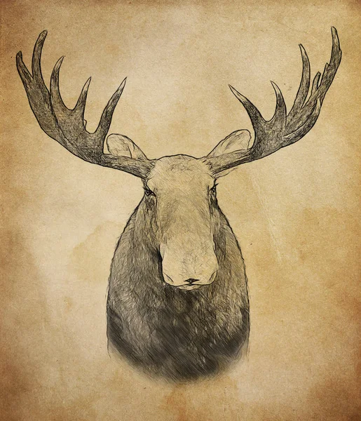Moose Vintage Background Illustration Draw Sketch Style — Stock Photo, Image