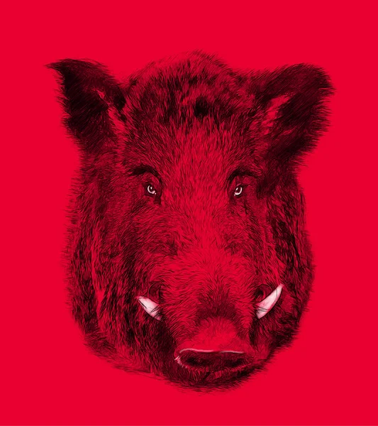 Wildschwein Auf Rotem Hintergrund Illustration Zeichnung Skizzenstil — Stockfoto