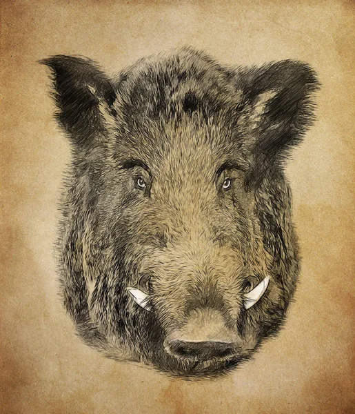 红色背景的野猪 绘图中的插图 草图样式 — 图库照片