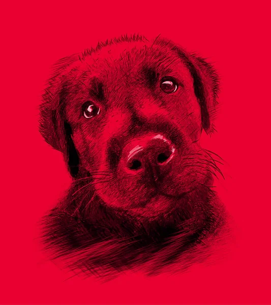 Perro Sobre Fondo Rojo Ilustración Dibujo Estilo Boceto — Foto de Stock