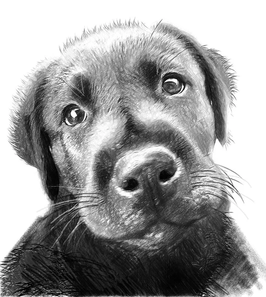 Hond Portret Illustratie Tekenen Schets Stijl — Stockfoto