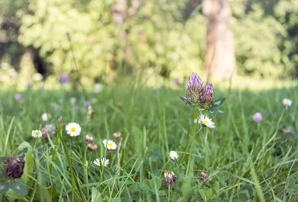 Wiese Frühling Grünes Gras Und Blume — Stockfoto