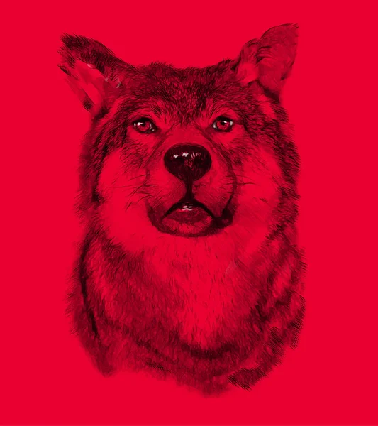 Loup Sur Fond Rouge Illustration Dessin Style Croquis — Photo