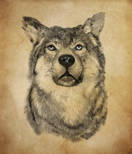 狼在老式的背景 绘图中的插图 草图样式 — 图库照片
