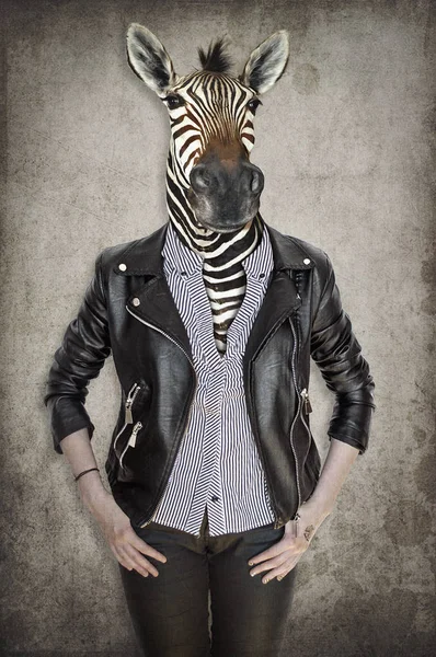 Zebra Kleidung Konzeptgrafik Vintage Stil — Stockfoto