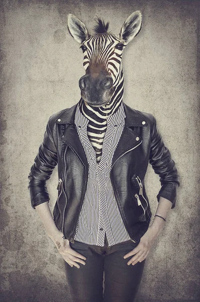 Zebra Kleidung Konzeptgrafik Vintage Stil — Stockfoto