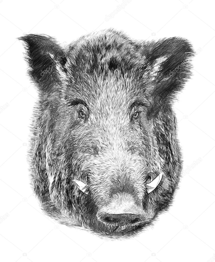 Boar on white background. Illustration in draw, sketch style