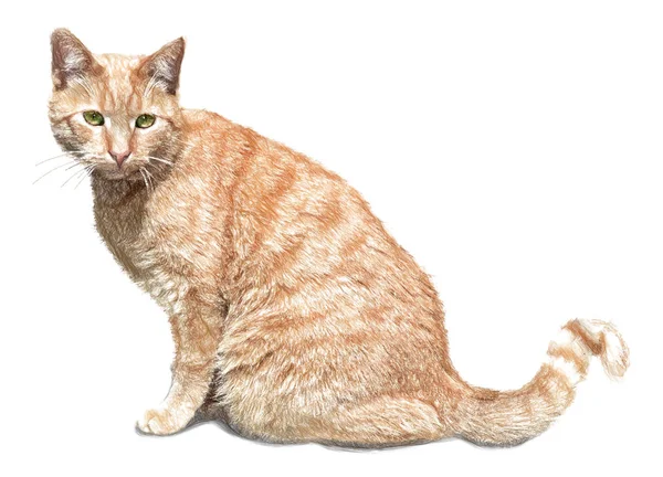 Κόκκινο γάτα. Απεικόνιση σε ισοπαλία, σκίτσο στυλ. — Φωτογραφία Αρχείου