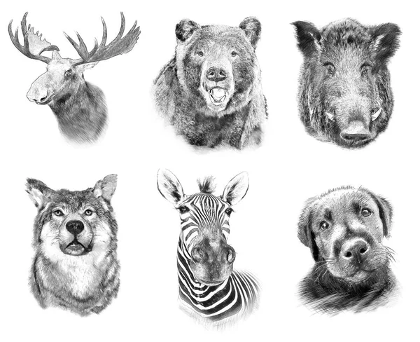 Colocado sobre animales sobre fondo blanco. Ilustración en dibujo, sketc. — Foto de Stock