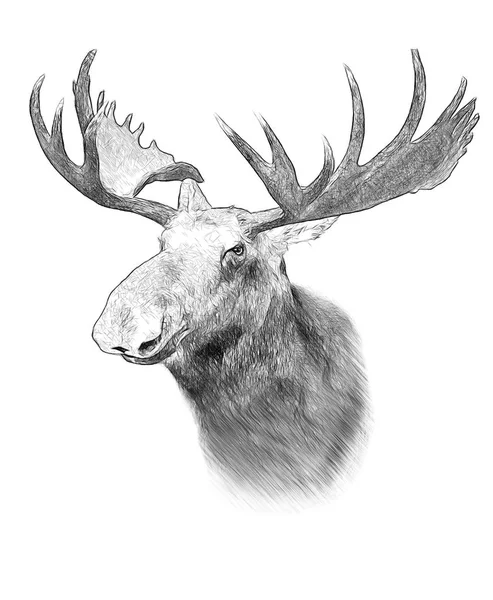 Moose on white background. Illustration in draw, sketch style. — Stock Photo, Image