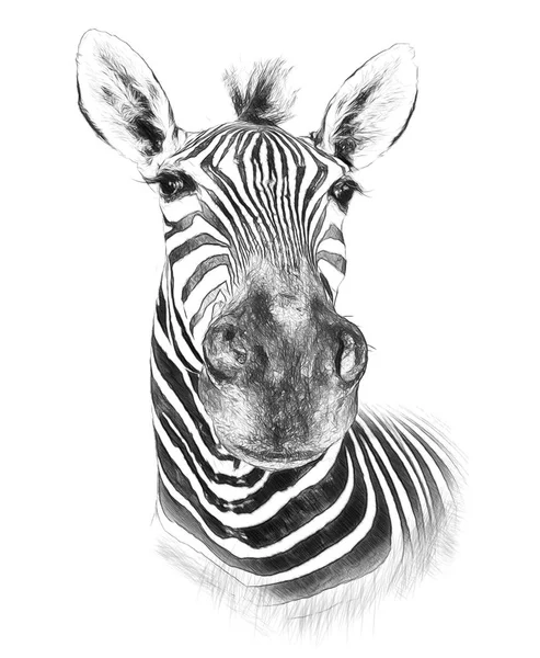 Zebra na białym tle. Ilustracja w rysować, szkic stylu. — Zdjęcie stockowe