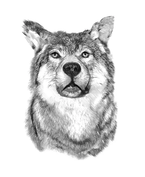 Loup sur fond blanc. Illustration en dessin, style croquis . — Photo