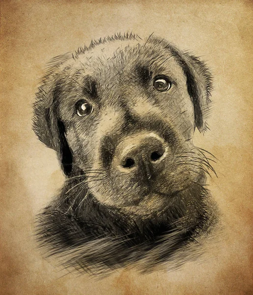 Hond op vintage achtergrond. Illustratie in tekenen, schets stijl. Rechtenvrije Stockafbeeldingen