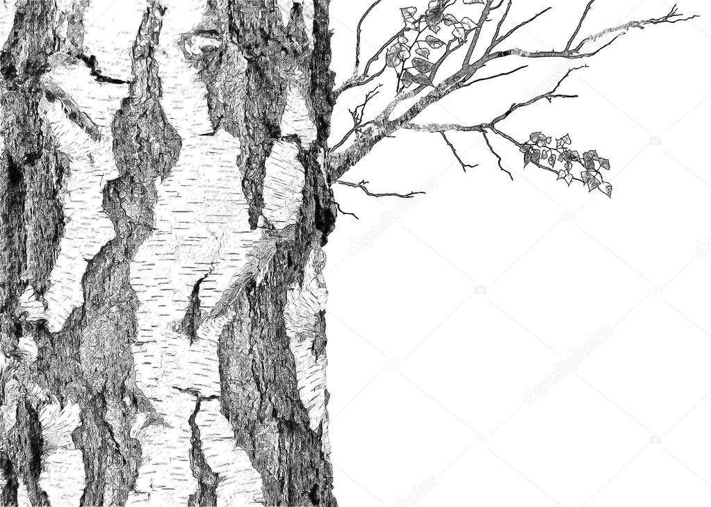 Birch-tree backround. Illustration in draw, sketch style. 