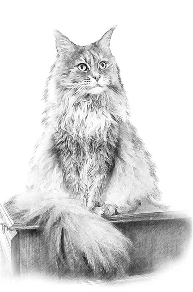 Cat Maine Coon. Ilustración en dibujo, estilo boceto —  Fotos de Stock