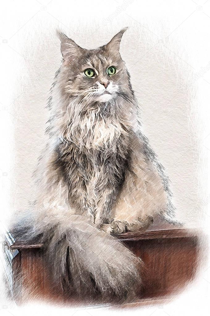 Cat Maine Coon. Illustration in draw, sketch style