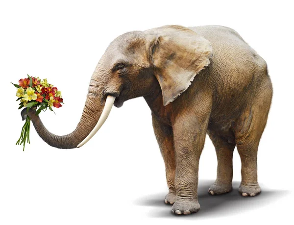 Слон вручает букет цветущих цветов. Концепция для гри — стоковое фото