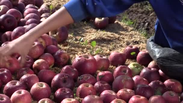 Recogida y arreglo de manzanas — Vídeo de stock