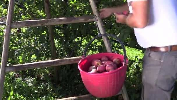 Recogida y arreglo de manzanas — Vídeos de Stock