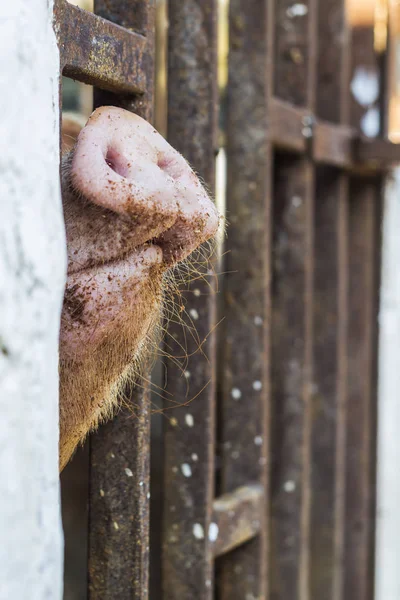 Pig's snout in a bad place — Stock Photo, Image