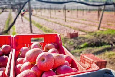 Bir kutu İtalyan tipik elma