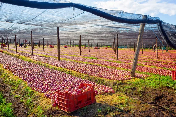 Plantación típica italiana de manzanas —  Fotos de Stock